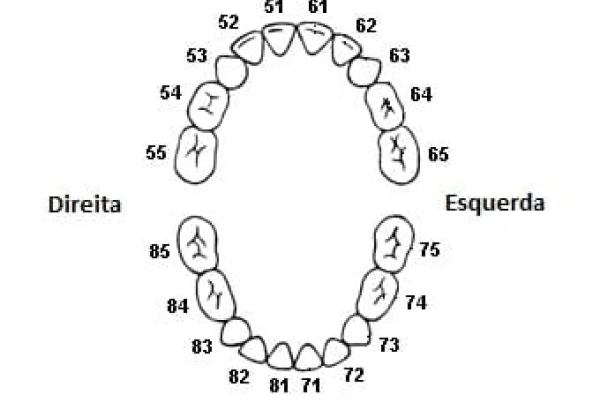 dente deciduo numeração