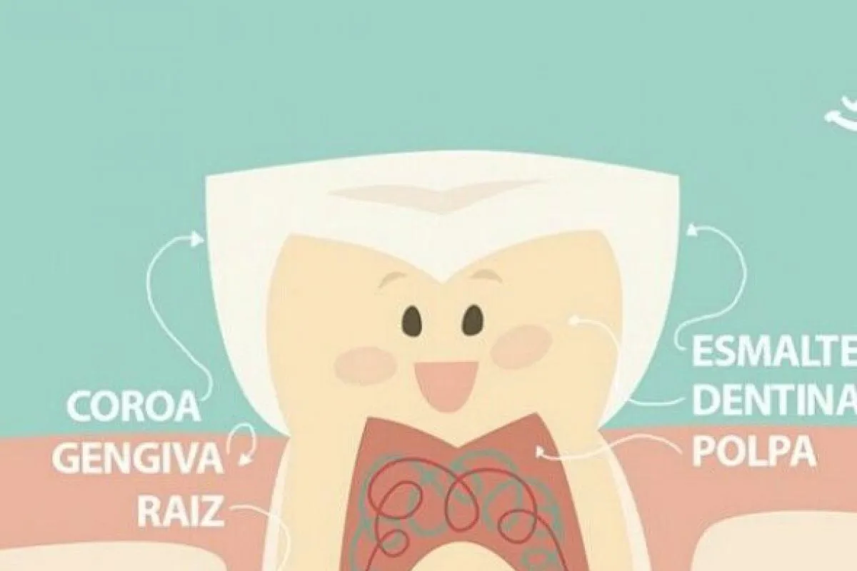 Conheça seus dentes